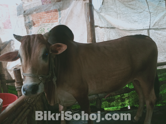 সুন্দর দেশি গরু